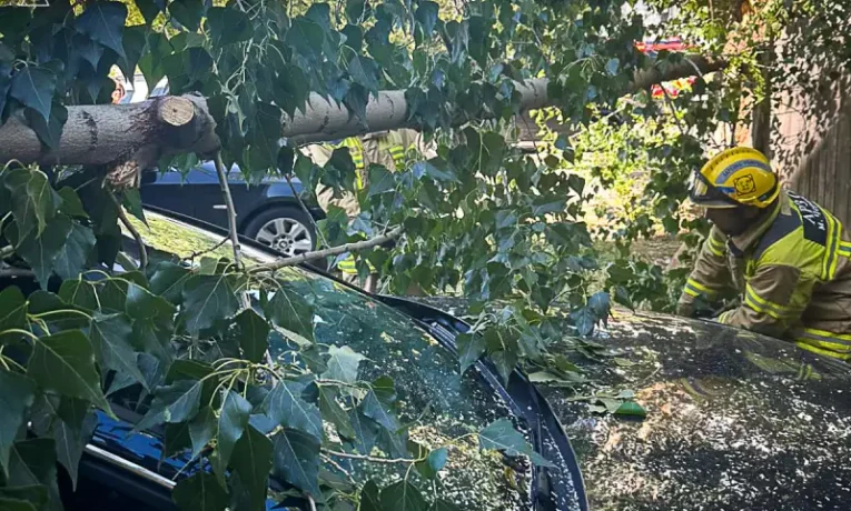 Наслідки негоди: у Чернівцях дерево пошкодило припаркований автомобіль