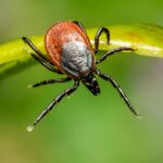 У Чернівцях оброблятимуть парки та сквери від кліщів