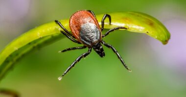 У Чернівцях оброблятимуть парки та сквери від кліщів