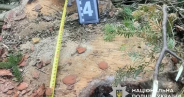 На Буковині судитимуть чоловіка за незаконну порубку 14 буків