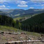 На Буковині викрито лісничого на розтраті деревини держпідприємства