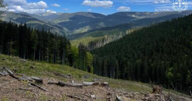 На Буковині викрито лісничого на розтраті деревини держпідприємства