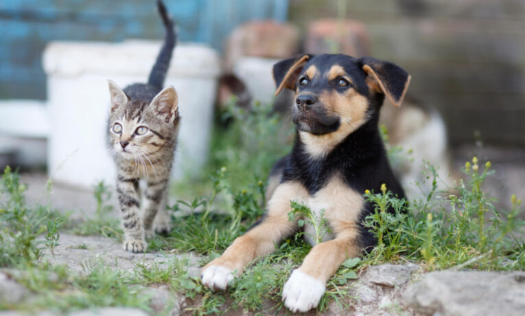 У Новоселицькій громаді на Буковині заборонили підгодовувати безпритульних собак