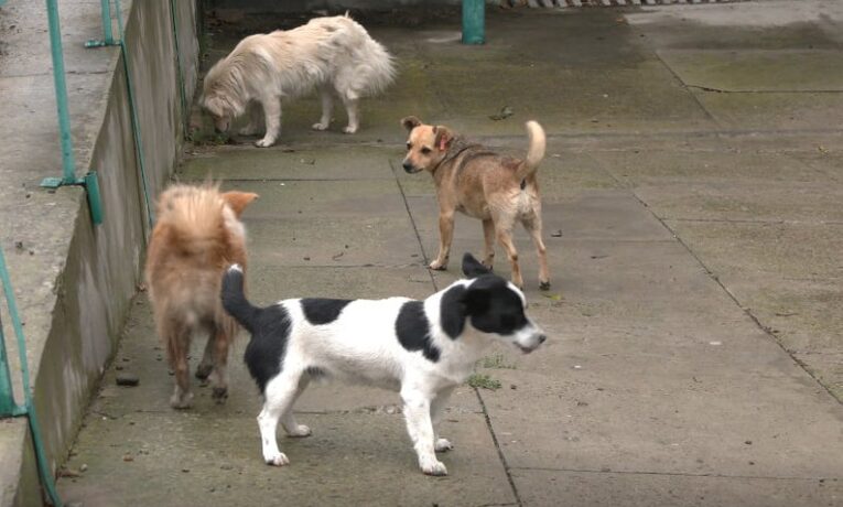 У громаді Буковини після критики призупинили дію рішення про заборону підгодівлі собак у деяких місцях