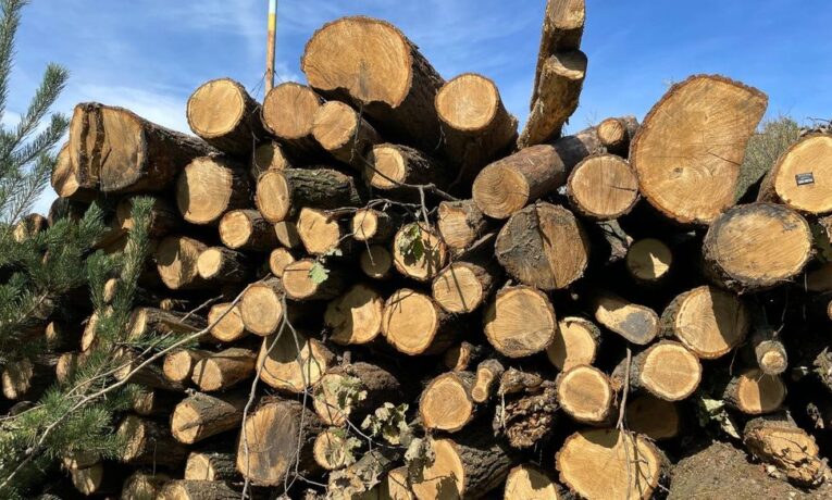Скільки коштують дрова на Буковині та які породи дерев найчастіше купують