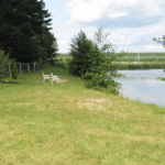 Суд зобов’язав селищну раду на Буковині визначити статус 40 гектарів самозалісених земель