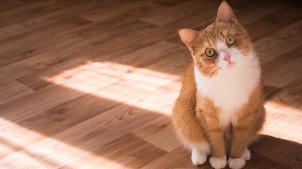 Майже тисяча буковинців цьогоріч скаржились на укуси тварин