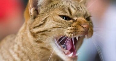 На Буковині двох людей покусав кіт, у якого підтвердили сказ