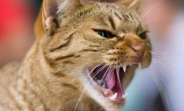 На Буковині двох людей покусав кіт, у якого підтвердили сказ