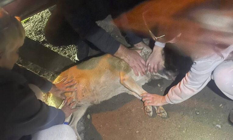 У Чернівцях біля залізничного вокзалу отруїли двох безпритульних собак: поліція відкрила кримінальне провадження