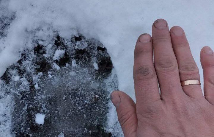 На околицях Усть-Путили з’явився ведмідь, який пошкодив місцеву пасіку (відео)