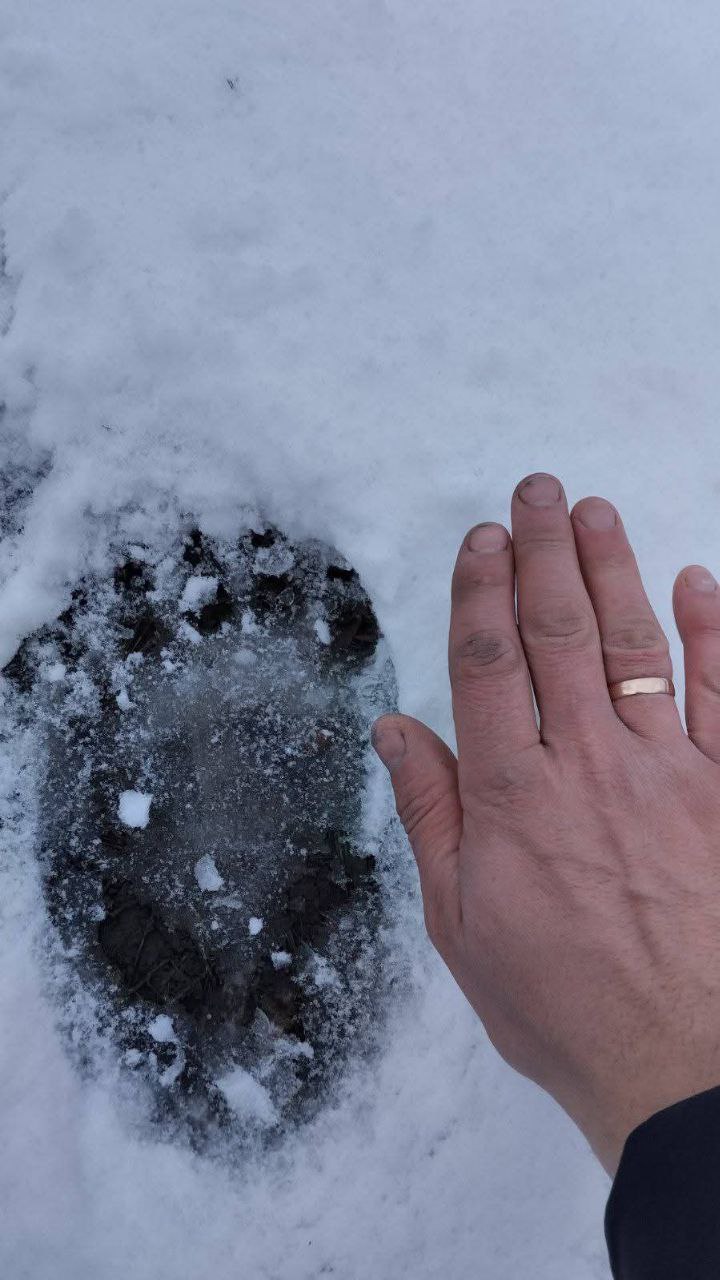 На околицях Усть-Путили з’явився ведмідь, який пошкодив місцеву пасіку (відео)