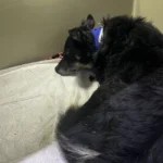 На Буковині поліція розслідує факти жорстокого поводження з тваринами