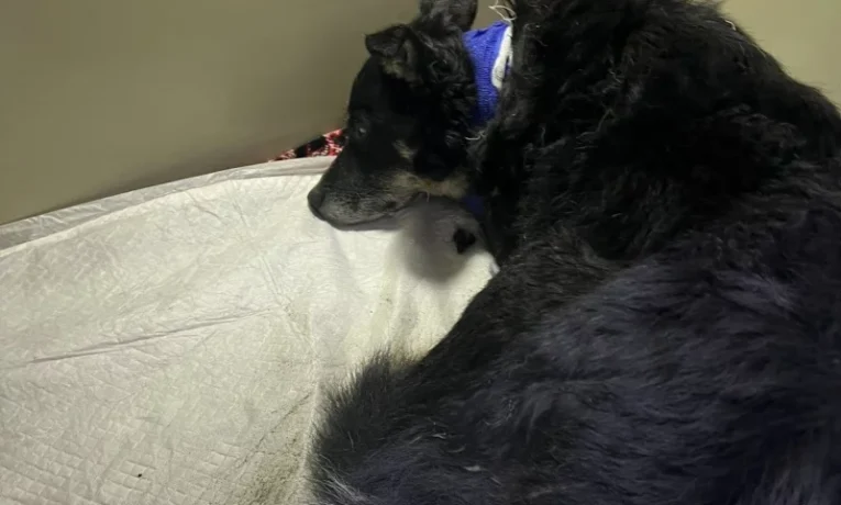 На Буковині поліція розслідує факти жорстокого поводження з тваринами