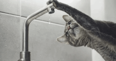 У центрі Чернівців сьогодні тимчасово відключили водопостачання