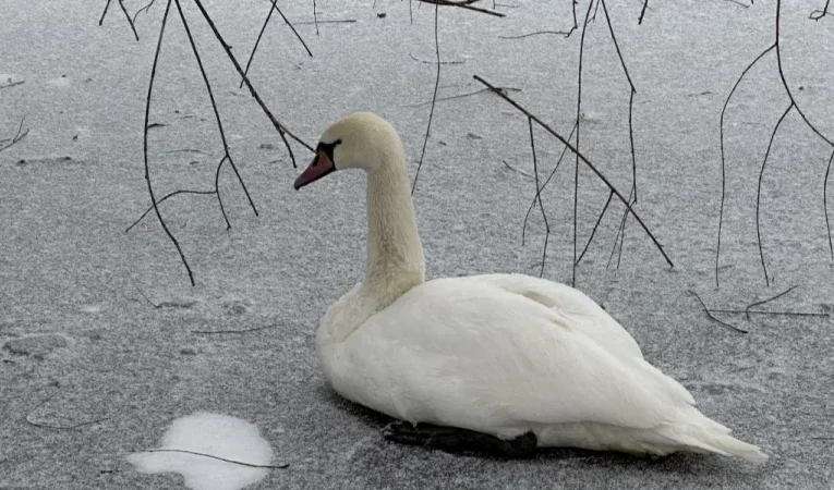 На Буковині рятувальники звільнили лебедя, який примерз до металу