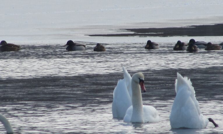 На Дністрі у Кострижівській громаді близько 50 лебедів потребують допомоги (фото, відео)