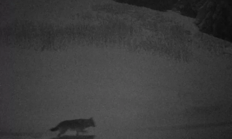 На Буковині фотопастка зафіксувала вовків у горах Черемоського парку