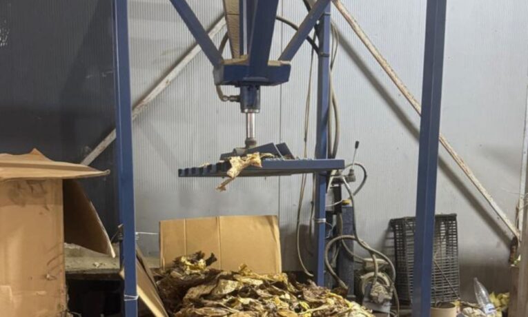 На Буковині судитимуть керівника агропідприємства за нелегальне виробництво тютюну