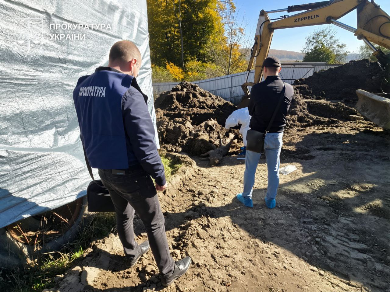 На Буковині місцевий депутат намагався «поховати» спалах африканської чуми на власній фермі (відео)