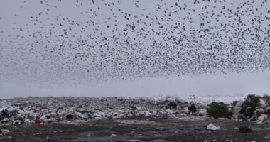 На полігоні біля Чернівців закінчується місце для захоронення сміття: чим це загрожує та як планують вирішити ситуацію