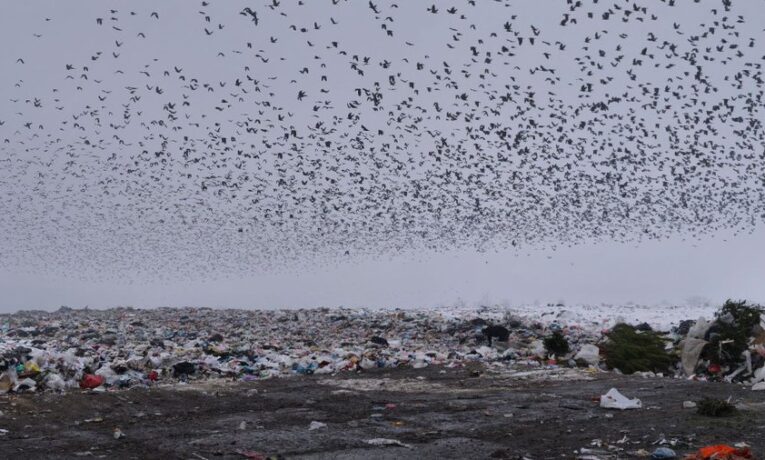 На полігоні біля Чернівців закінчується місце для захоронення сміття: чим це загрожує та як планують вирішити ситуацію