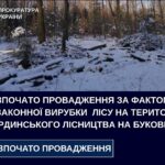 На території Шурдинського лісництва на Буковині вирубали лісу на 5 мільйонів