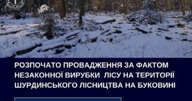 На території Шурдинського лісництва на Буковині вирубали лісу на 5 мільйонів