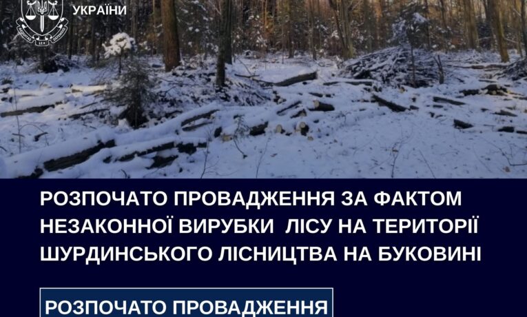 На території Шурдинського лісництва на Буковині вирубали лісу на 5 мільйонів