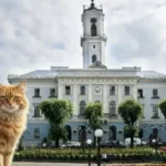 Чернівецька міськрада підтримала ініціативу захисту вуличних котів