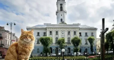 Чернівецька міськрада підтримала ініціативу захисту вуличних котів