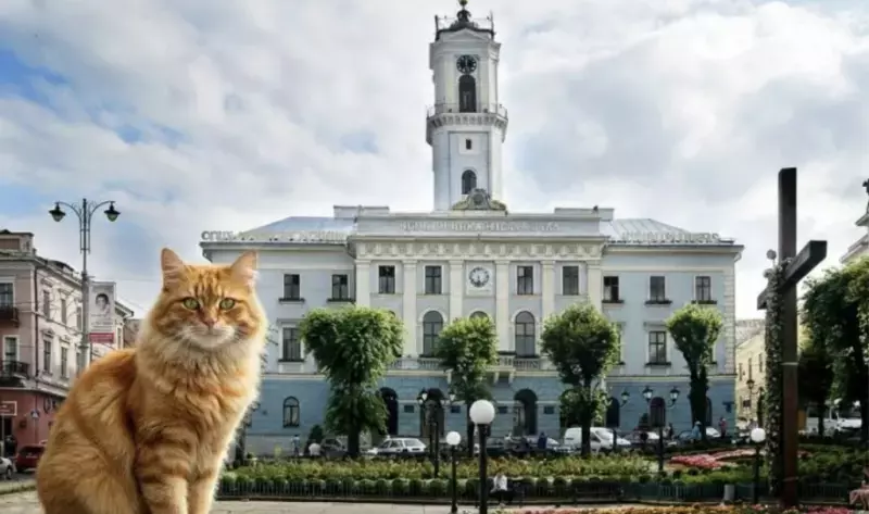 Чернівецька міськрада підтримала ініціативу захисту вуличних котів