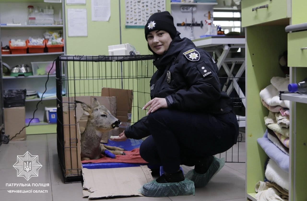 На Буковині партульні врятували поранену козулю, що лежала знесилена на дорозі