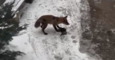 На одній із чернівецьких вулиць помітили лисицю