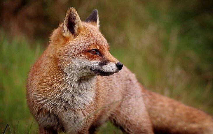 На Буковині рятувальники визволили лисицю з металевих воріт