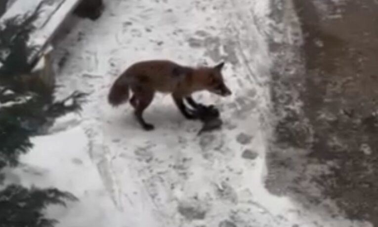 На одній із чернівецьких вулиць помітили лисицю