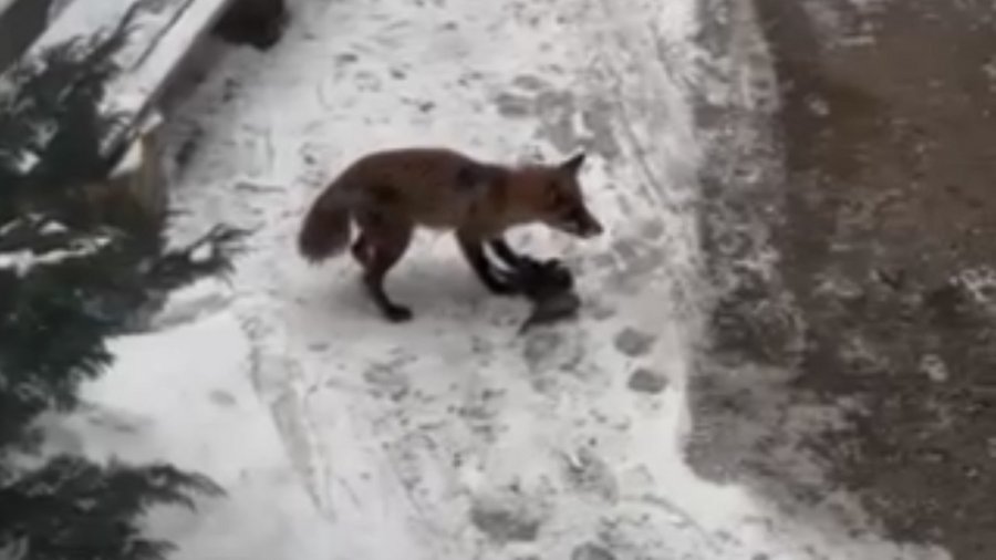 На одній із чернівецьких вулиць помітили лисицю