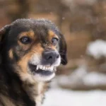 У Чернівцях зафіксували випадок сказу у безпритульної собаки