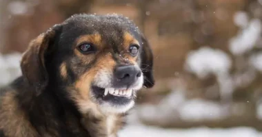 У Чернівцях зафіксували випадок сказу у безпритульної собаки