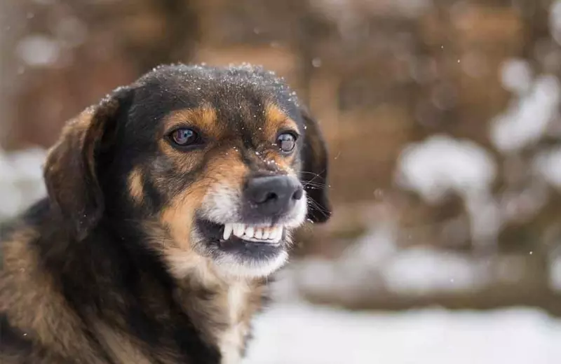 У Чернівцях зафіксували випадок сказу у безпритульної собаки