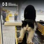 У Буковині та Хмельниччині правоохоронці викрили три незаконні автозаправки