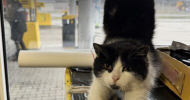 У Буковині та Хмельниччині правоохоронці викрили три незаконні автозаправки