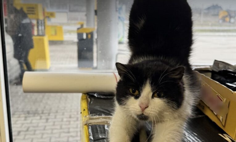 У Буковині та Хмельниччині правоохоронці викрили три незаконні автозаправки