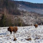 У лісах Чернівецької області завершили зимовий облік тварин