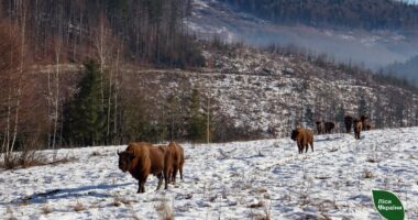 У лісах Чернівецької області завершили зимовий облік тварин
