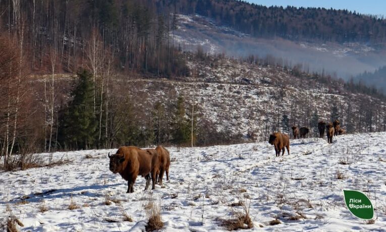 У лісах Чернівецької області завершили зимовий облік тварин