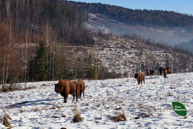 У лісах Чернівецької області завершили зимовий облік тварин