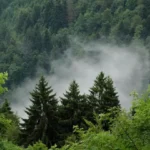 У Чернівцях майже 200 гектарів самозаліснених земель понад два роки залишаються без статусу