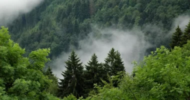 У Чернівцях майже 200 гектарів самозаліснених земель понад два роки залишаються без статусу