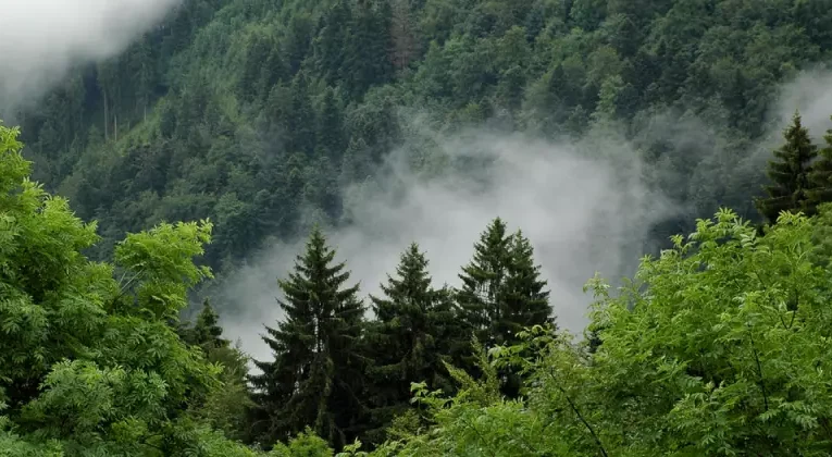 У Чернівцях майже 200 гектарів самозаліснених земель понад два роки залишаються без статусу